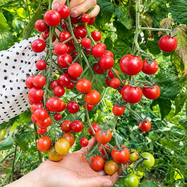 W1366 Sweet Bean Cherry Tomato, 100 Seeds