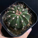 Melocactus caesius, 4cm