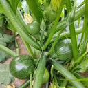 Black Pearl Round Zucchini Seeds, 10 Seeds