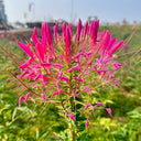Rose Red Spider Flower Seeds, 200 Seeds