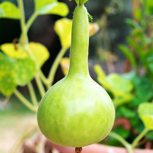 Small Long-handled Gourd, 10 Seeds