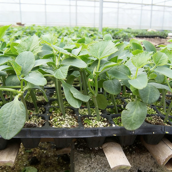 Qingyuan Rootstock, 20 Seeds