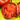 588 Boronia Tomato, 5 Seeds