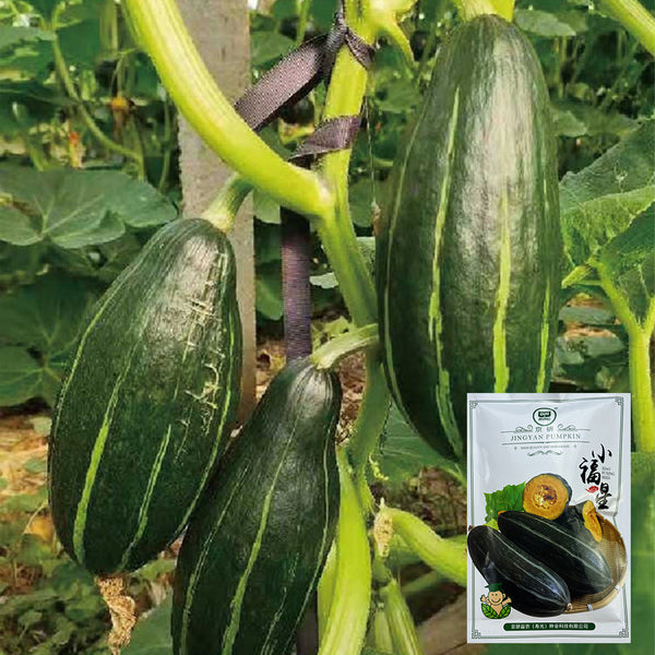 Sweet Lucky Star Pumpkin Seeds, 500 Seeds
