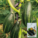 Sweet Lucky Star Pumpkin Seeds, 500 Seeds