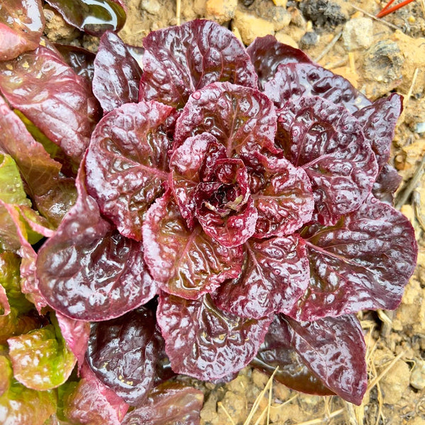 'Amethyst Cream' Lettuce Seeds, 2g