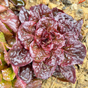 'Amethyst Cream' Lettuce Seeds, 2g