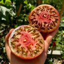 Cherokee Purple Tomato, 5 Seeds