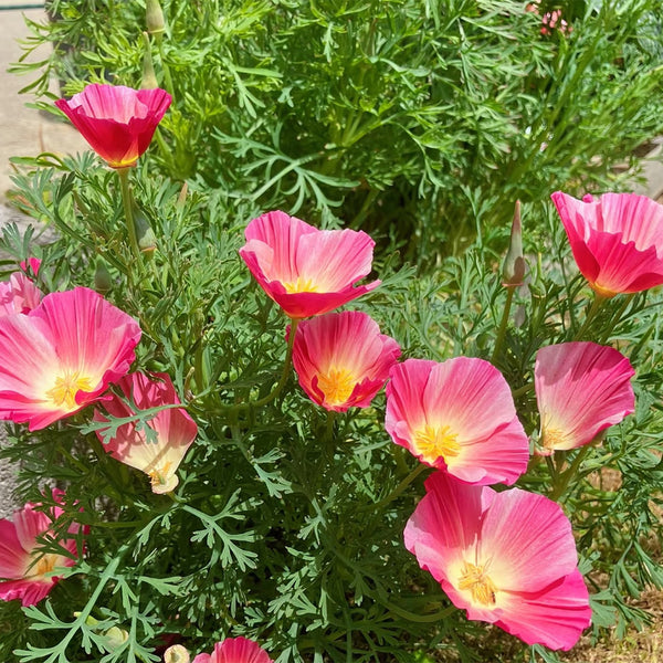 Mixed Colour California Poppy Seeds, 1g