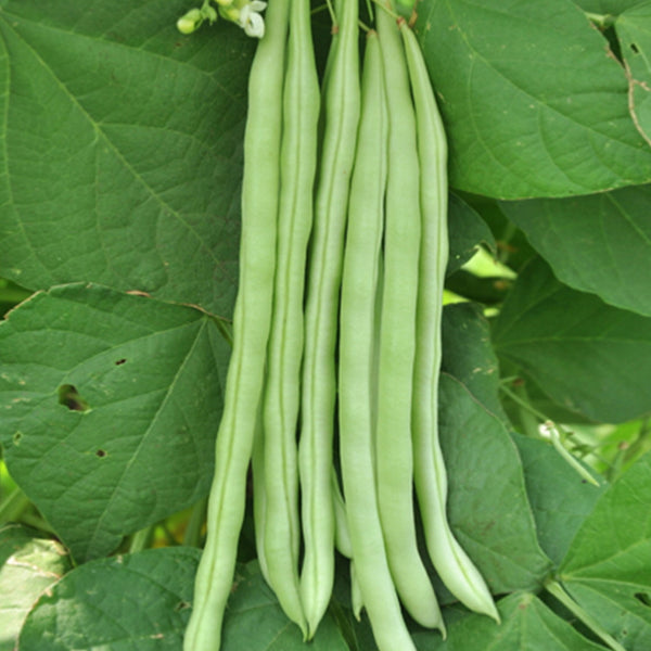 Red-flowered Snap Bean Seeds, 5 × 10g Bags