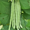 Red-flowered Snap Bean Seeds, 5 × 10g Bags