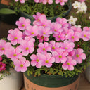 Oxalis glabra Series Bulb - 'Winter Dream', 20 Bulbs