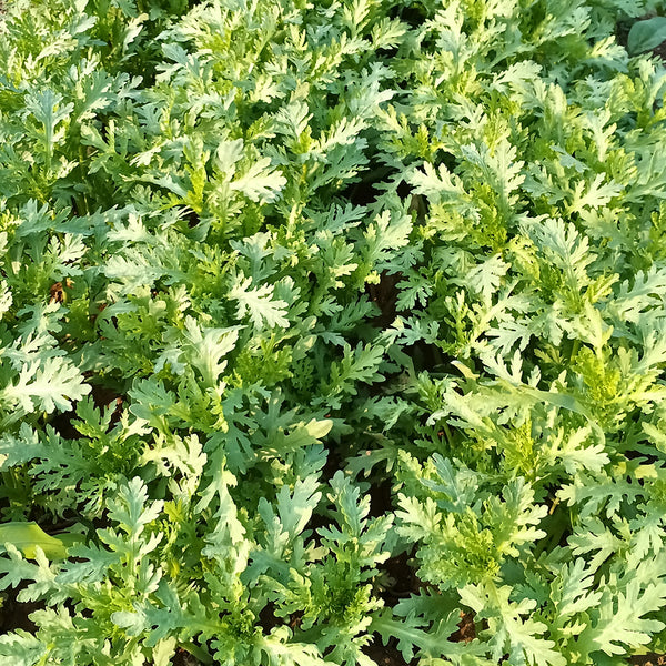 Small-Leaf Crown Daisy, 1000 Seeds