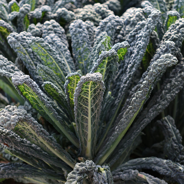 Lacinato Kale (Brassica oleracea var. palmifolia)