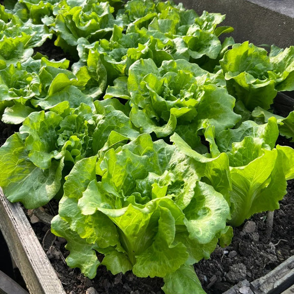 Year-Round Slow-Bolting Lettuce King Seeds, 10g