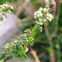 American Sweet Marjoram Seeds, 200 Seeds