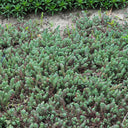 Reflexed Stonecrop Seeds, 200 Seeds
