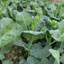 Sweet-Crispy 'Zhonghua' Chinese Kale Seeds, 10g