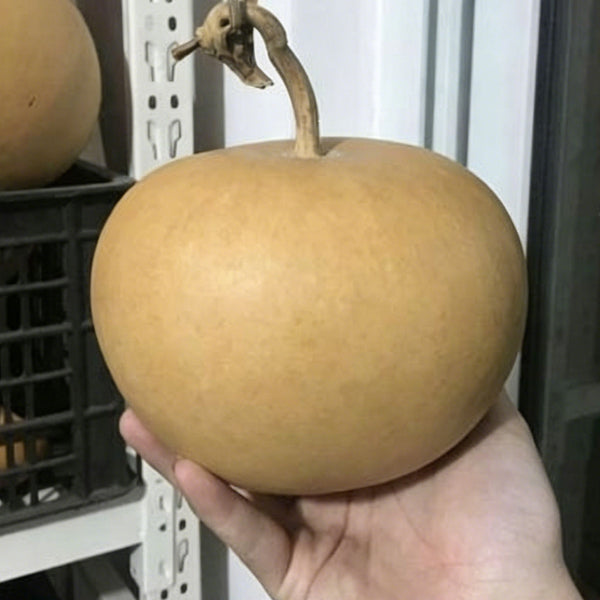 Big Apple Gourd, 5 Seeds