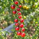 389 Black Strawberry Tomato, 5 Seeds