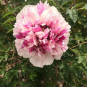 Purple-spotted Peony Mixed, 20 Seeds