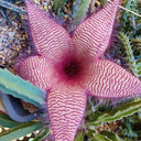 Carrion Flower Seeds, 10 Seeds