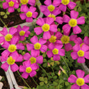 Oxalis obtusa Series Bulb - 'Fluorescent Purple', 10 Bulbs