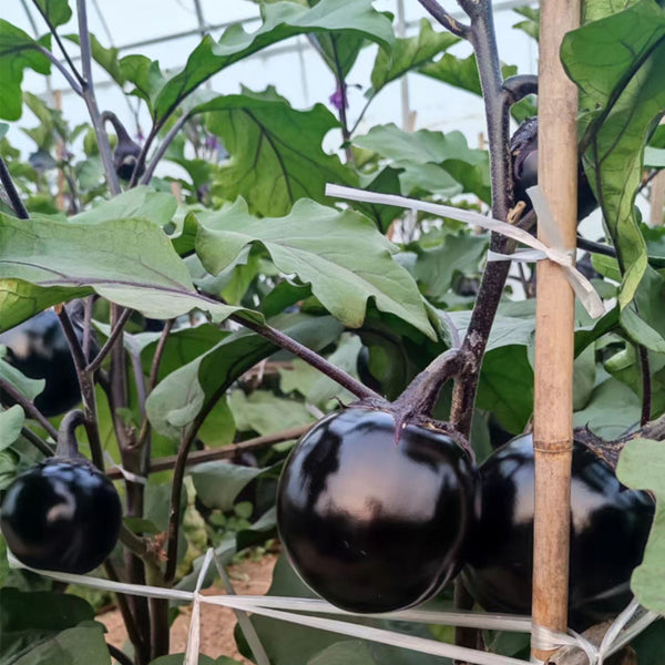 'Heiyuanshuai' Round Eggplant Seeds, 100 Seeds
