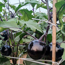 'Heiyuanshuai' Round Eggplant Seeds, 100 Seeds