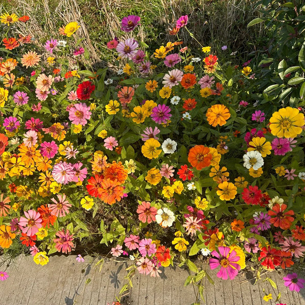 Wildflower Mix, 1000 Seeds