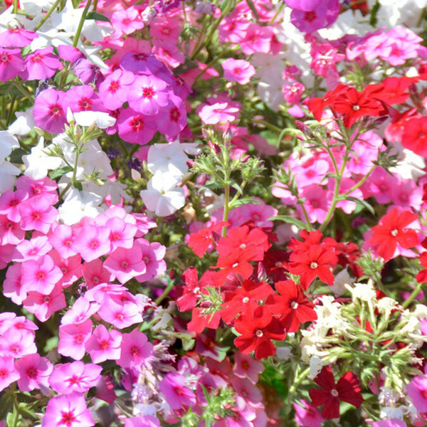 Phlox (Mixed Colors), 200 Seeds