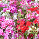 Phlox (Mixed Colors), 200 Seeds