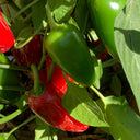 Mexican Chili Pepper Seeds, 5 Seeds