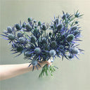 Alpine Eryngo Seeds, 100 Seeds