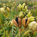 Blackberry Lily Seeds, 10g
