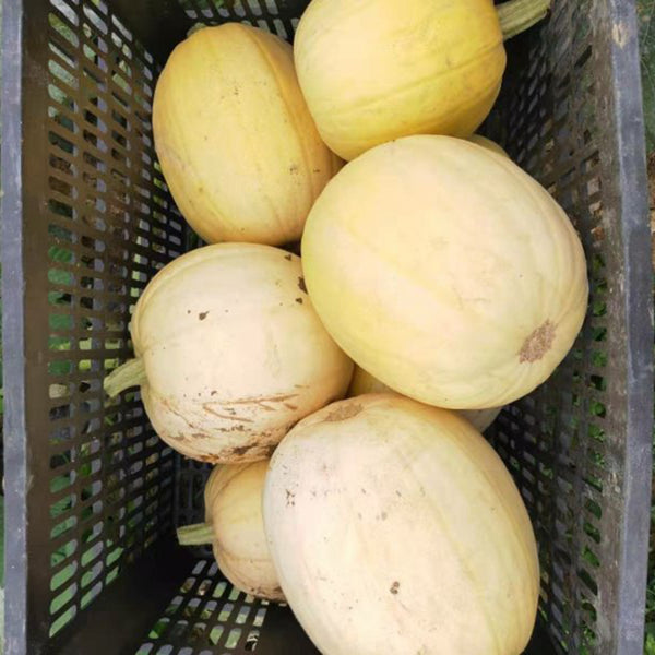 Golden Thread Squash Seeds, 10g