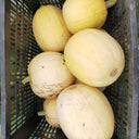 Golden Thread Squash Seeds, 10g