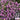 Purple Sweet Alyssum, 1g