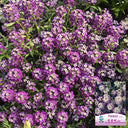 Purple Sweet Alyssum, 1g