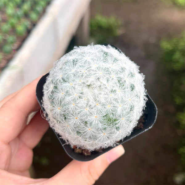 Feather Cactus, 3-4cm