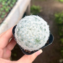 Feather Cactus, 3-4cm