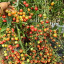773 Pink Waterfall Cherry Tomato, 5 Seeds