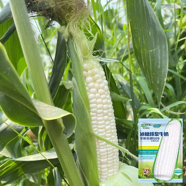Milk Fruit Sweet Corn Seeds, 30g