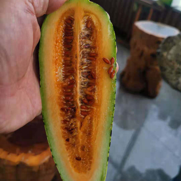 Golden Honey Crisp Melon, 20 Seeds