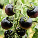 Obsidian Tomato, 20-30 Seeds