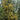 1074 Sandstorm Tomato, 5 Seeds