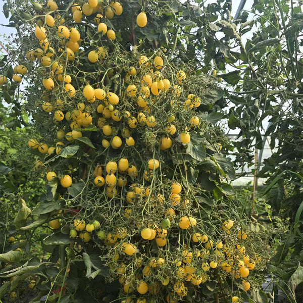 1074 Sandstorm Tomato, 5 Seeds