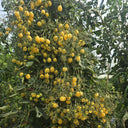 1074 Sandstorm Tomato, 5 Seeds