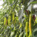 Ruila Spicy Goat's Horn Pepper Seeds, 50 Seeds