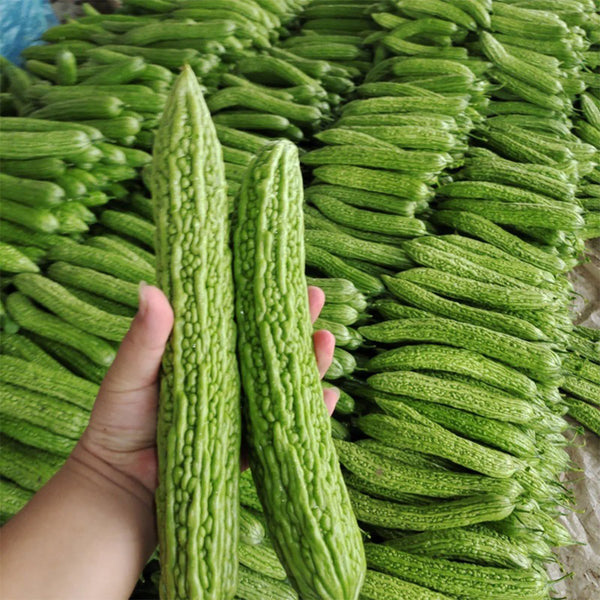 'Lvjinlong' Bitter Melon Seeds, 10g